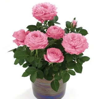 Производитель rose