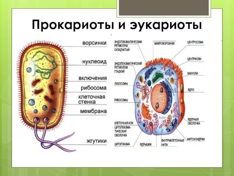 Прокариот схема. Схема строения прокариотической клетки и эукариотической клетки. Строение прокариотических и эукариотических клеток. Строение прокариотической и эукариотической клеток. Схема прокариотической и эукариотической клеток.