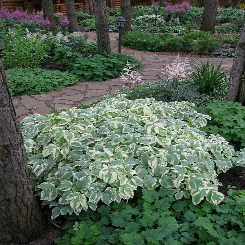 Сныть белоокаймленная. Сныть variegata. Сныть вариегатная. Сныть в саду. Сныть вариегата.