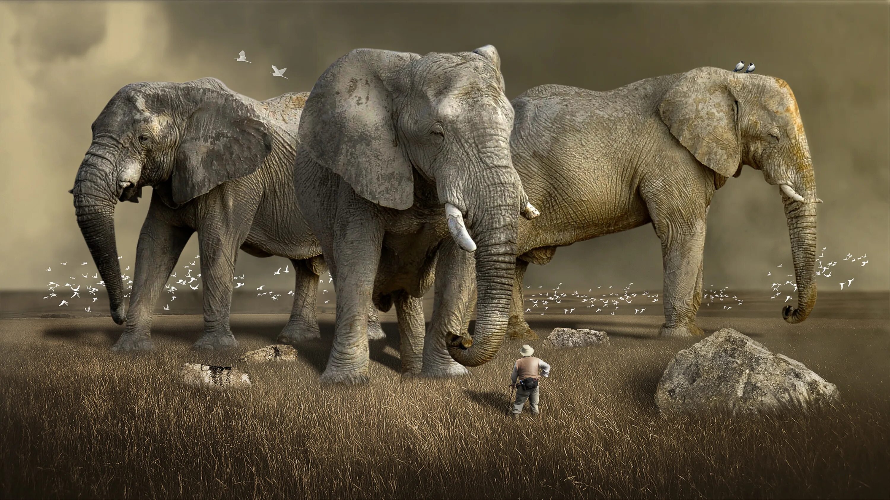 Слоны. Необычный слон. Заставка слоны. Африканский слон арт.
