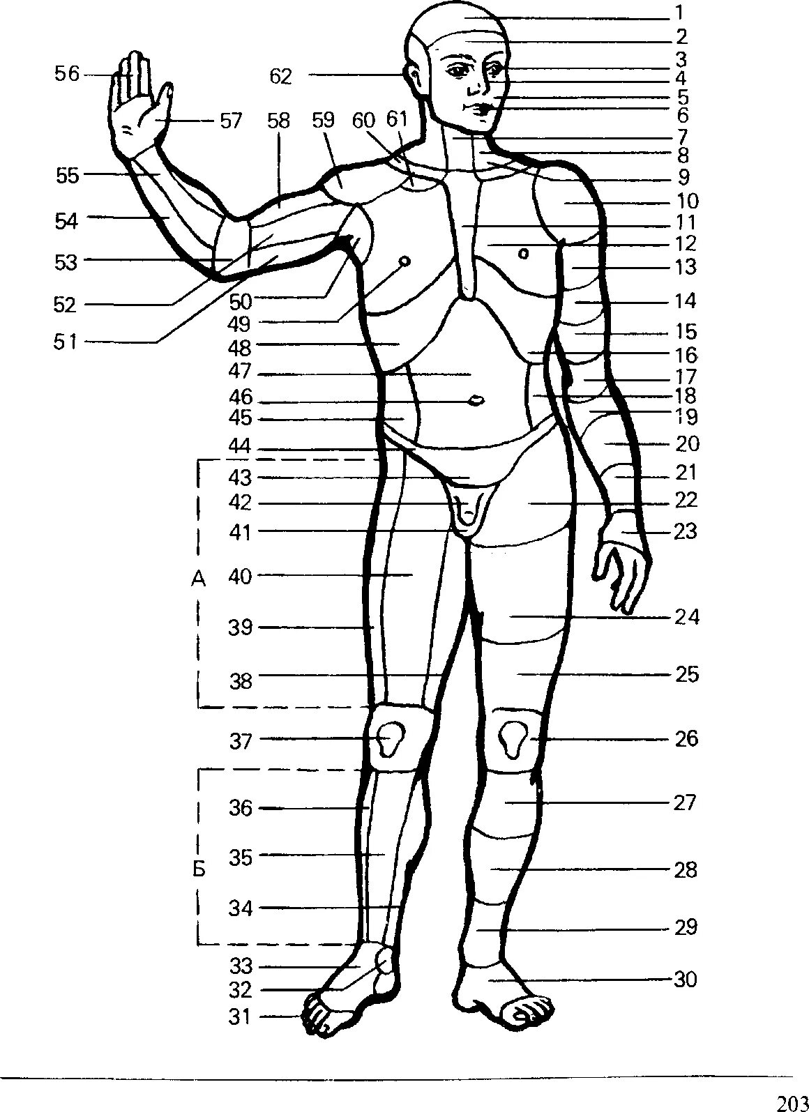 Наименование частей тела человека криминалистика. Анатомические области тела человека схема. Назовите части тела человека криминалистика. Название частей ттнла человкк.