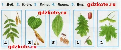 Лиственные деревья по листьям и плодам