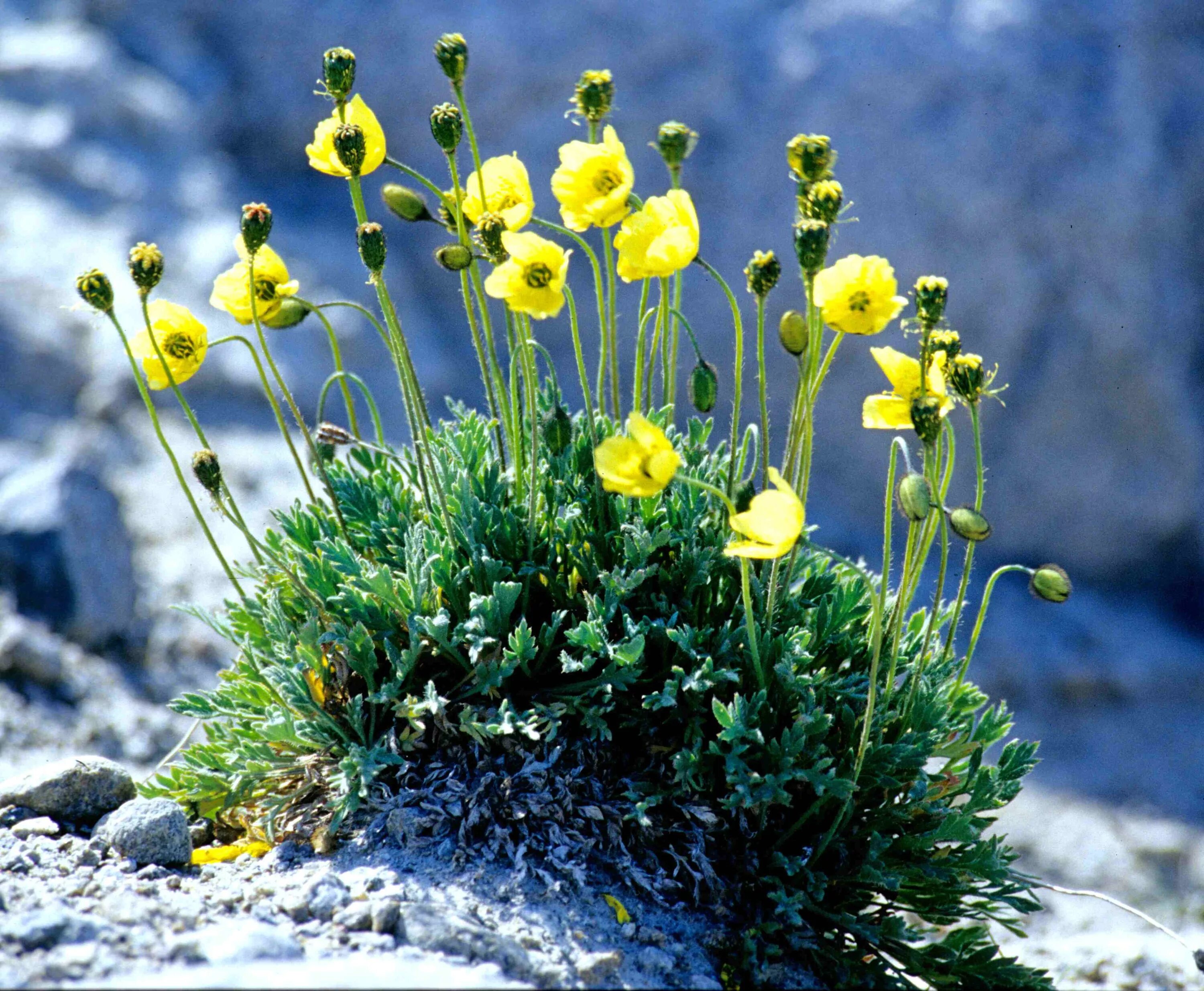Сел растение. Лютик Лапландский. Мак Полярный (Papaver radicatum). Полярный Мак Лапландский. Полярный Мак арктических пустынь.