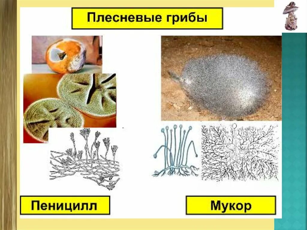 Примеры мукора. Плесневые грибы мукор и пеницилл. Одноклеточные плесневые грибы. Плесневые грибы представители биология. Плесневелые грибы мукор и пеницилл.