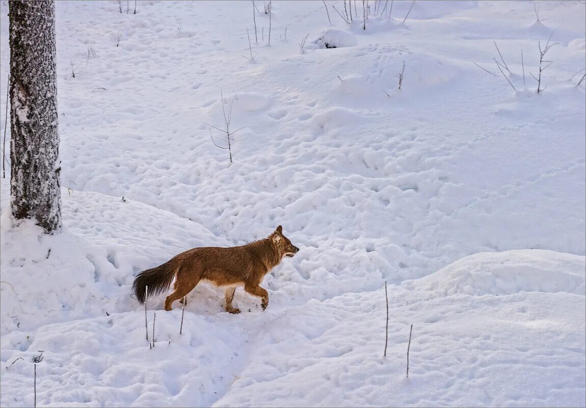 Волк в центральной части россии. Волк зимой. Волчьи тропы. Одиночка в лесу. Читать книги волчья тропа.