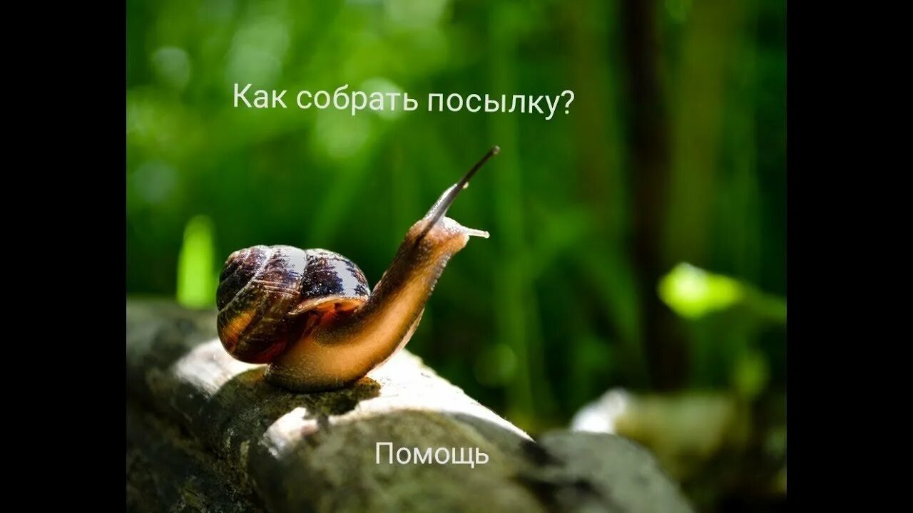Улитка каждый день. Красивые улитки. милые улитки. улитка красиво. милая улитка.