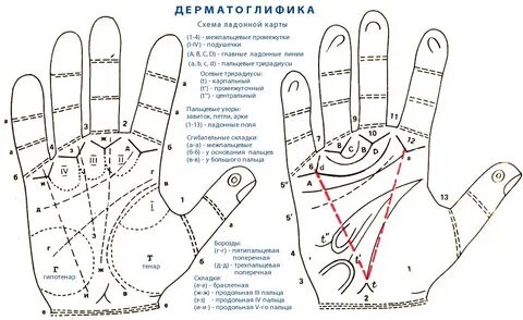 Схема ладони