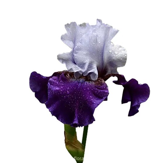 Ирис опт. Ирис сибирский блю кинг. Ирис в срезке. Ирисы на белом фоне. Ирис опт.