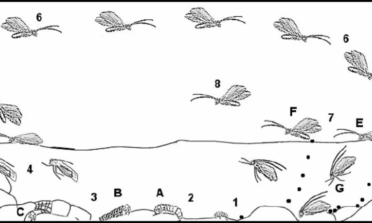 Пищевая цепь с личинкой поденки. Поденки размножение. Цикл развития поденки. Поденки насекомые жизненный цикл. Схема развития поденки.