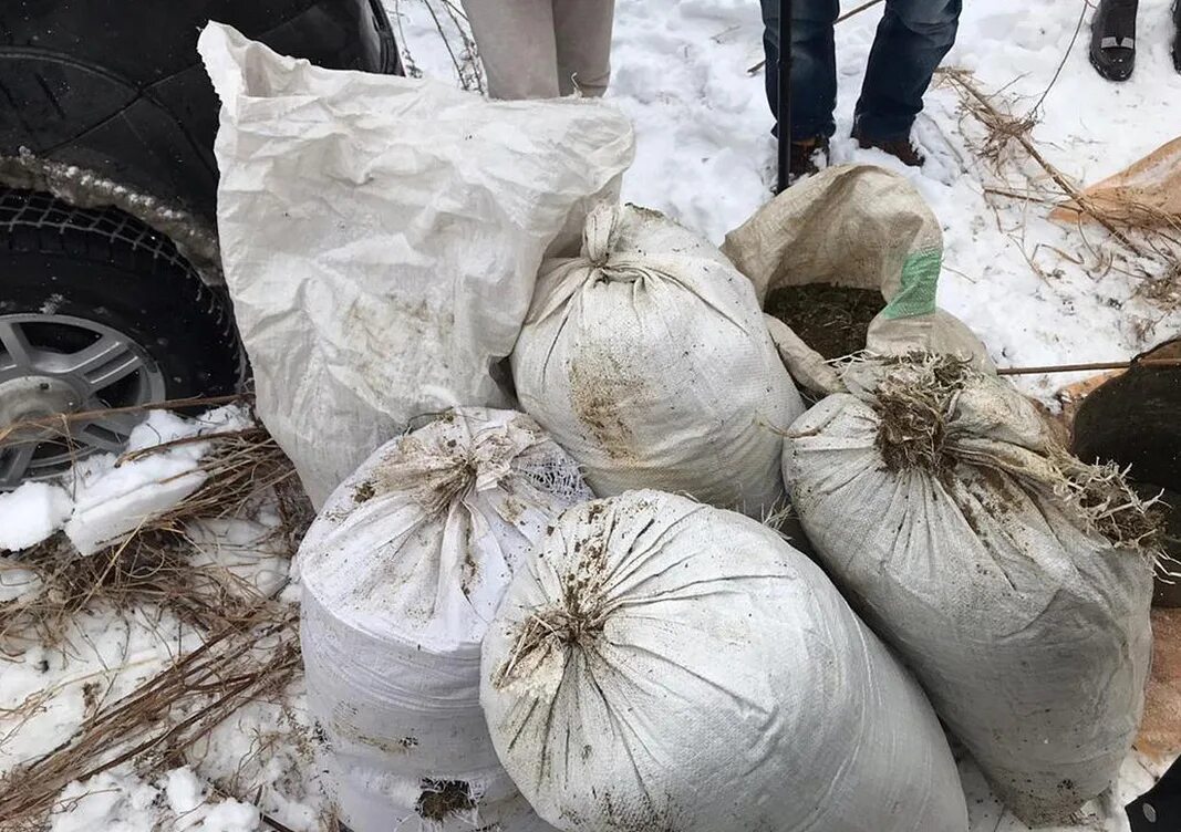 Горники в амурской области последние новости. Наркотики в Амурской области. Крупная партия марихуаны. Амурская область конопля. Изъяли Амурская область оовость.