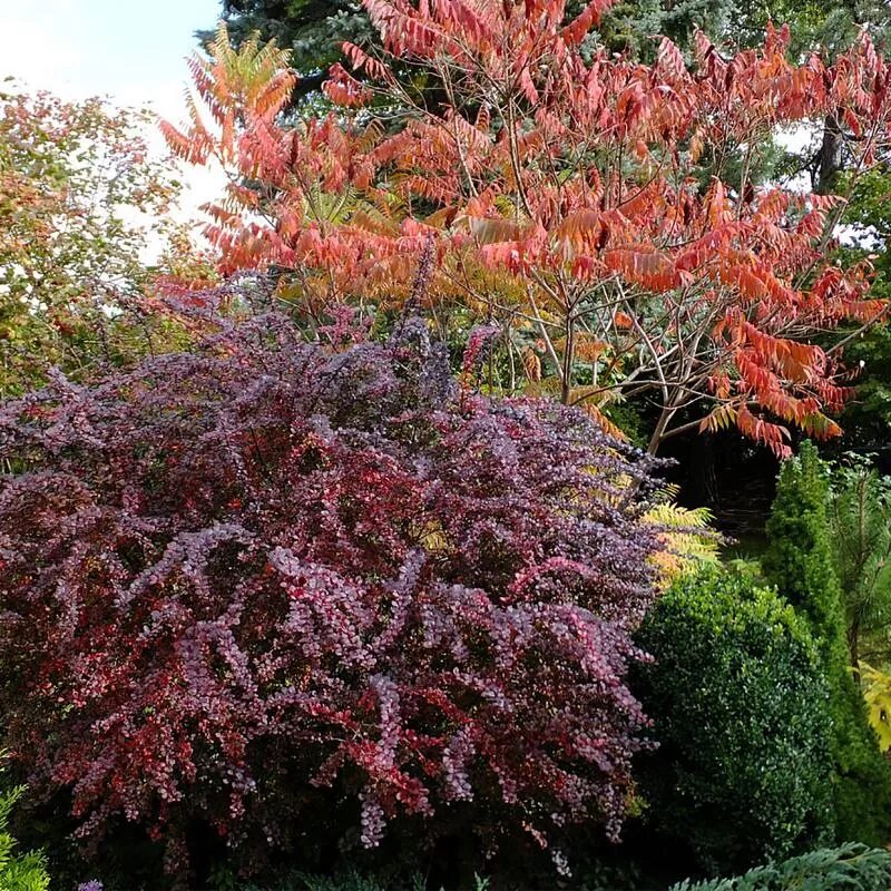 М куст. Калина бульденеж. Аралия маньчжурская колючая. Калина бульденеж. Аралия маньчжурская дерево.