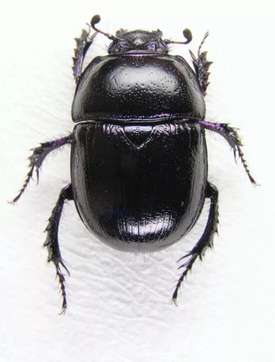 Жук щелкун черный. Meloe proscarabaeus жук. Жуки монако. Альпийский усач фото. Жук скрипач.
