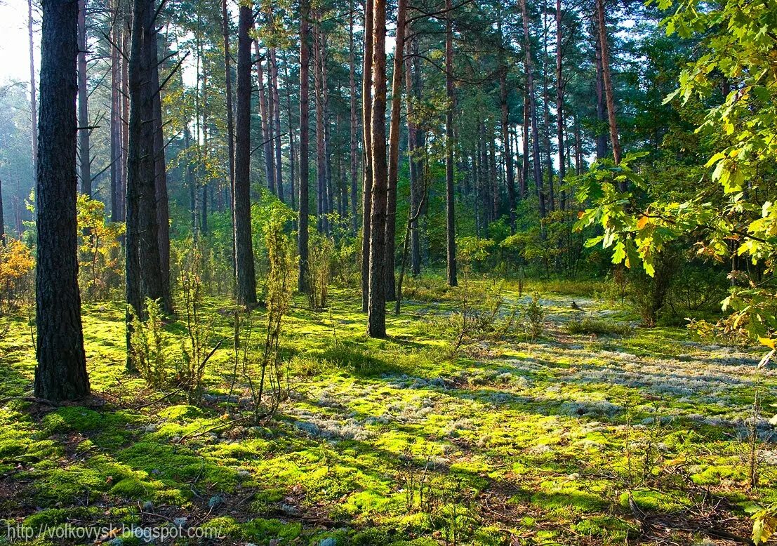 Пуща. Белоруссия беловежская пуща заповедник. Беловежская пуща лес. Беловежская пуща, польша. Беловежская пуща реликтовый лес.