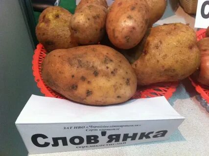 Сорт славянка картофель характеристика сорта