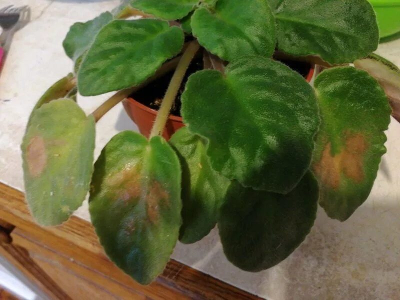 узамбарская фиалка болезни листьев. пятнистость на листьях фиалок. фиалка коричневеют листья. фитофтороз глоксинии. узамбарская фиалка болезни листьев.