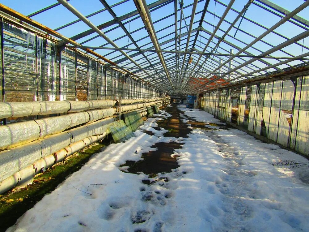 тепличный комбинат мичуринский, мичуринск. теплицы агрокомбинат московский. теплицы агрокомбинат московский. зао агрокомбинат московский. тепличный комплекс московский.