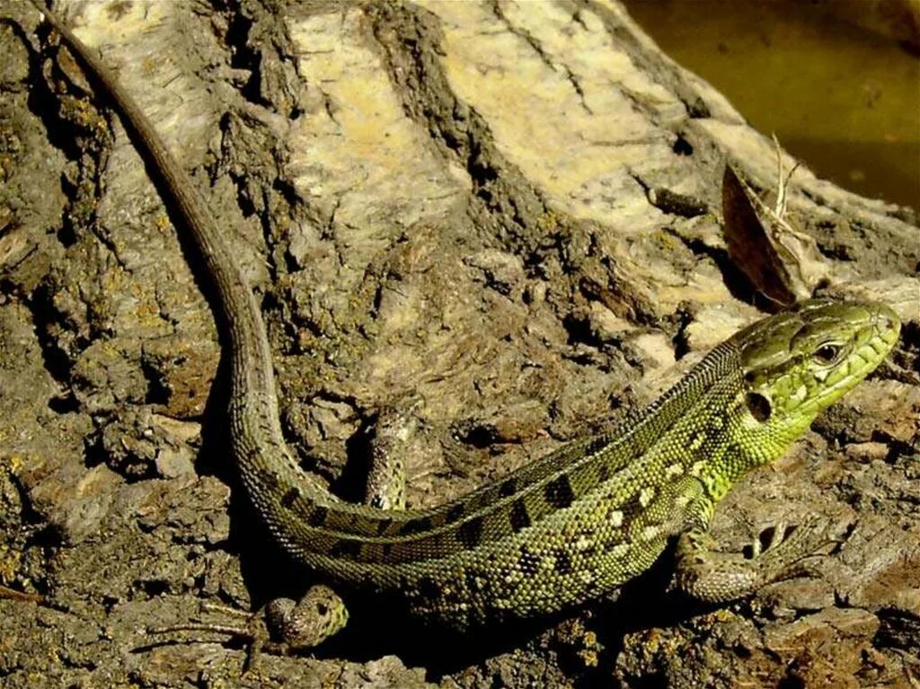 Ящерица живородящая отряд земноводных. Lacerta Agilis. Пресмыкающиеся прыткая ящерица. Ящерица прыткая в Самарской. Прыткая ящерица и уж обыкновенный.