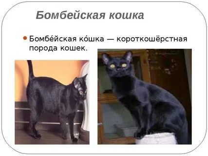 Порода бомбейская кошка описание