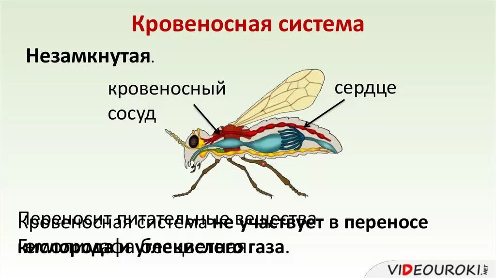 Строение кровеносной системы насекомых