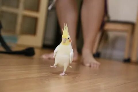 Танцующие кореллы