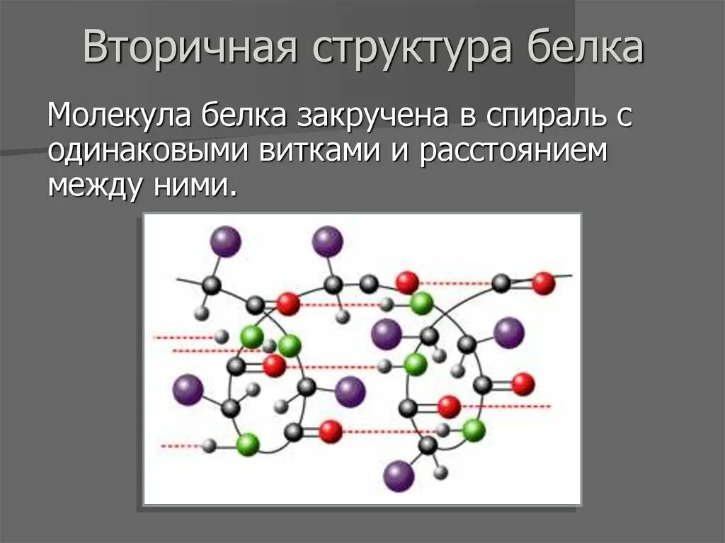 Структуры биополимера. Структура молекулы белка. Вторичная структура молекулы белка. Белки биологические полимеры строение и функции. Строение биополимеров белков.