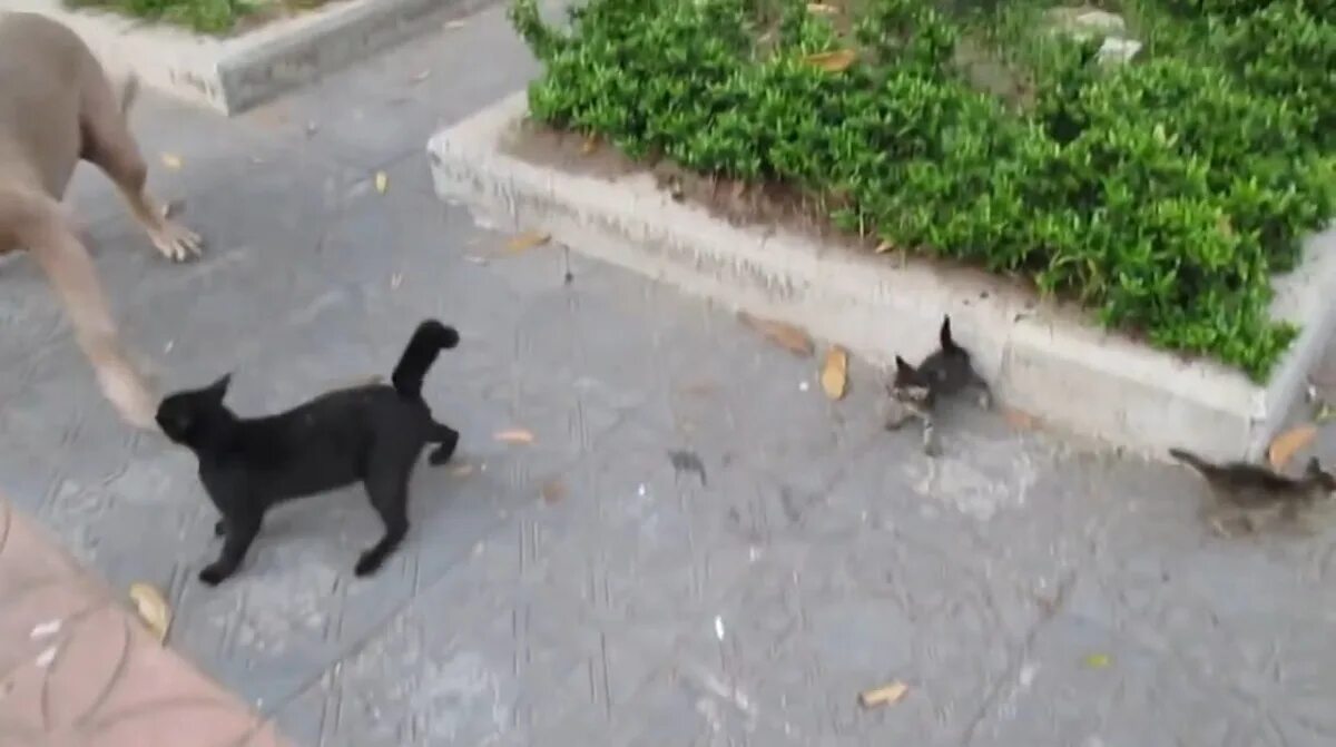 Котенок нападает. Кот набросился на собаку. Кот нападает. Кот атакует. Драки коты и собаки.