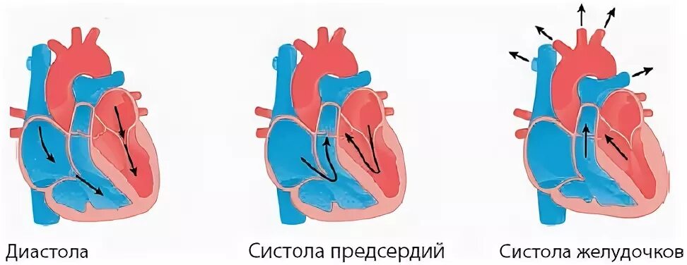 Презентация "Кровеносная система человека" (8 класс) по биологии - скачать проек