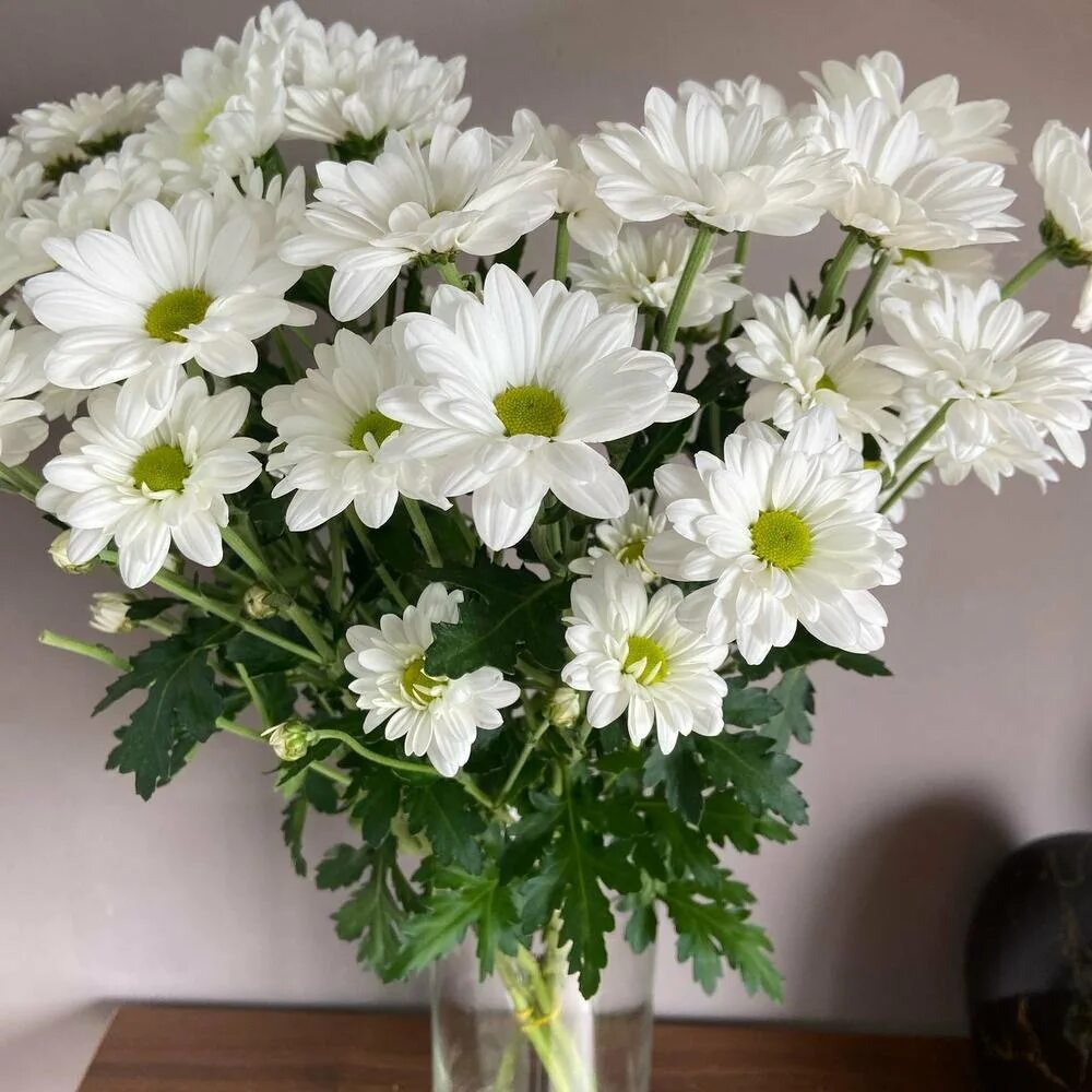 Как продлить жизнь хризантемам