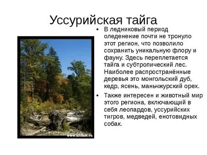 Изучение тайги