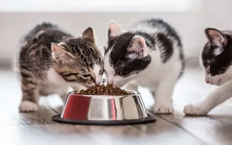 Котенок мало ест но активный