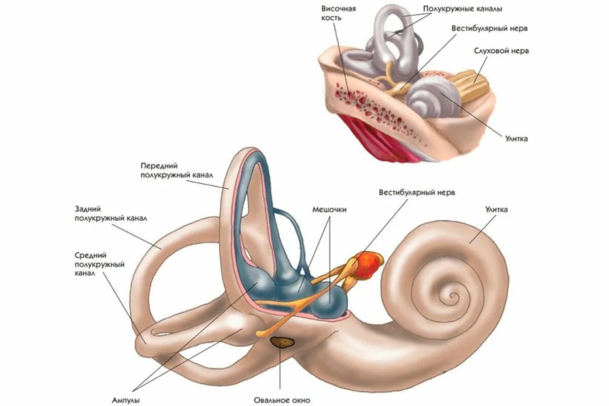 Вестибулярный аппарат внутреннего уха строение. Внутреннее строение уха человека и вестибулярного аппарата. Вестибулярный анализатор внутреннее ухо. Структуры уха и вестибулярного аппарата. Улитка и слуховой нерв