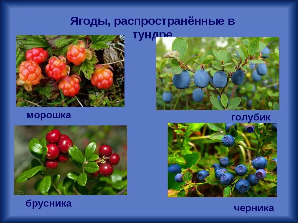 Черника брусника голубика. Ягоды Морошка голубика брусника. Брусника черника голубика клюква. Северная ягода Морошка голубика. Морошка голубика брусника.