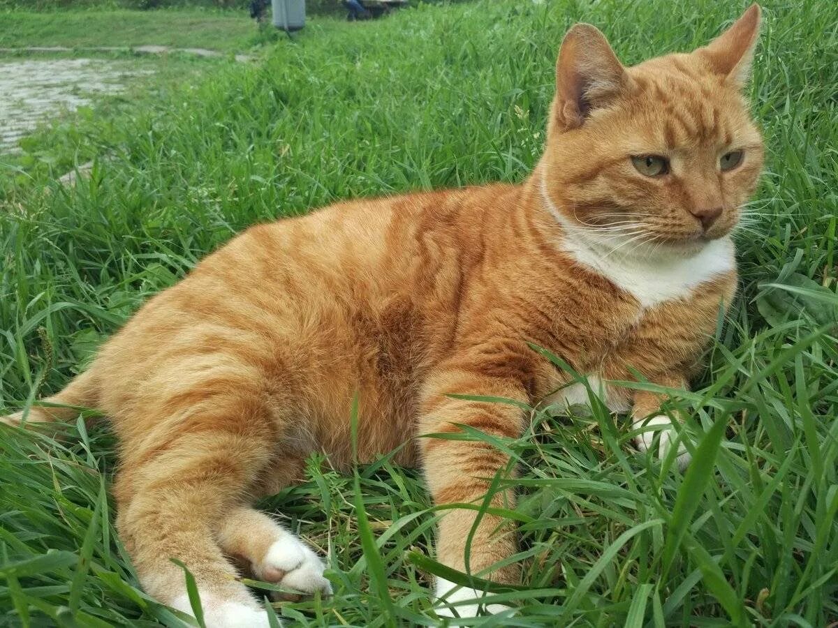 Коты выборга