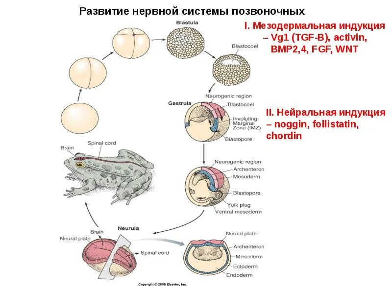 Система развития читать. Формирование нервной системы. эволюция нервной системы. этапы развития нервной системы позвоночных. эволюция нервной системы позвоночных.