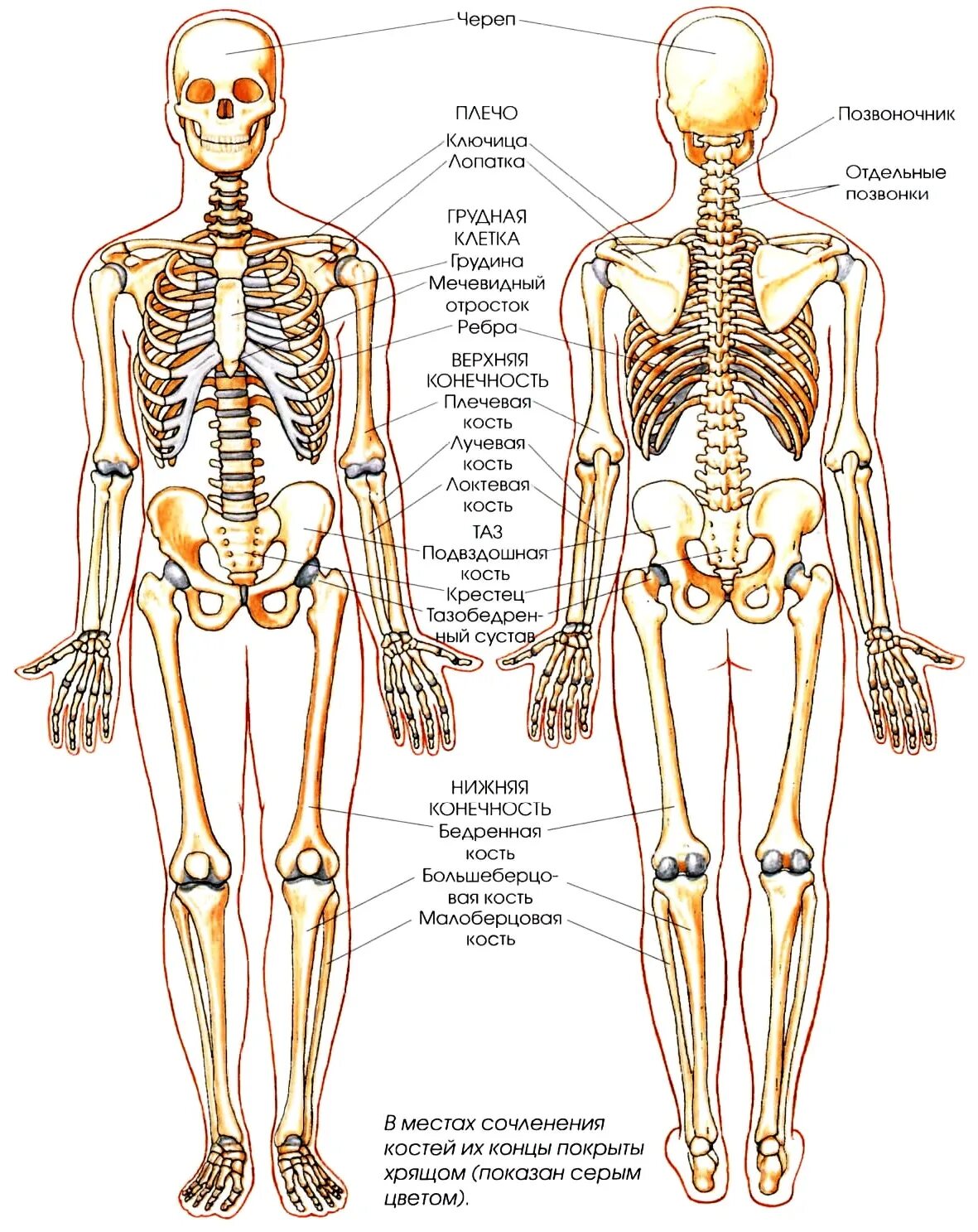 Опорно двигательный аппарат скелет человека. Схема строения скелета. Костная система человека схема. Опорно двигательный аппарат строение скелета. Кости позвоночника бедро и печень