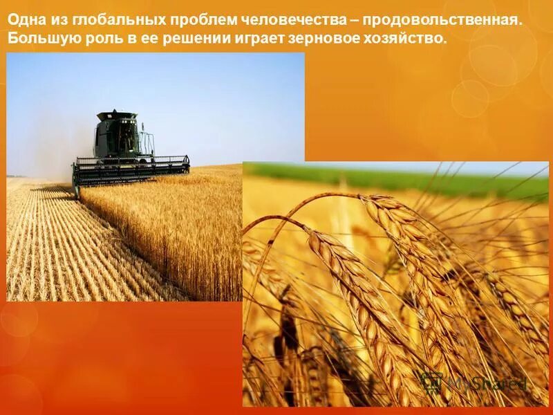 журнал зерновое хозяйство. зерновые культурные растения. однолетние зерновые растения. журнал с пшеницей. сообщение про хозяйство украины.