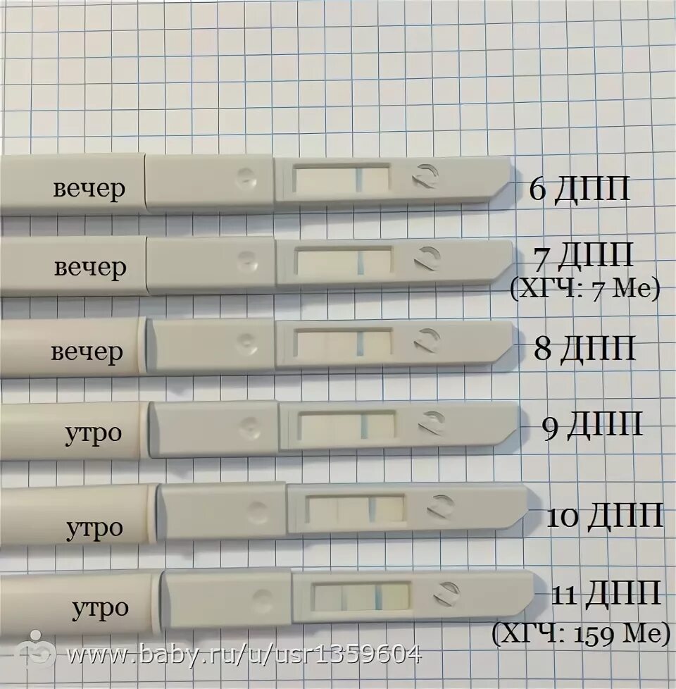 7 день после криопереноса. Тесты после подсадки эмбрионов. Тесты после переноса эмбрионов. Тесты по дням после подсадки. Тест на 7 день после подсадки эмбрионов.