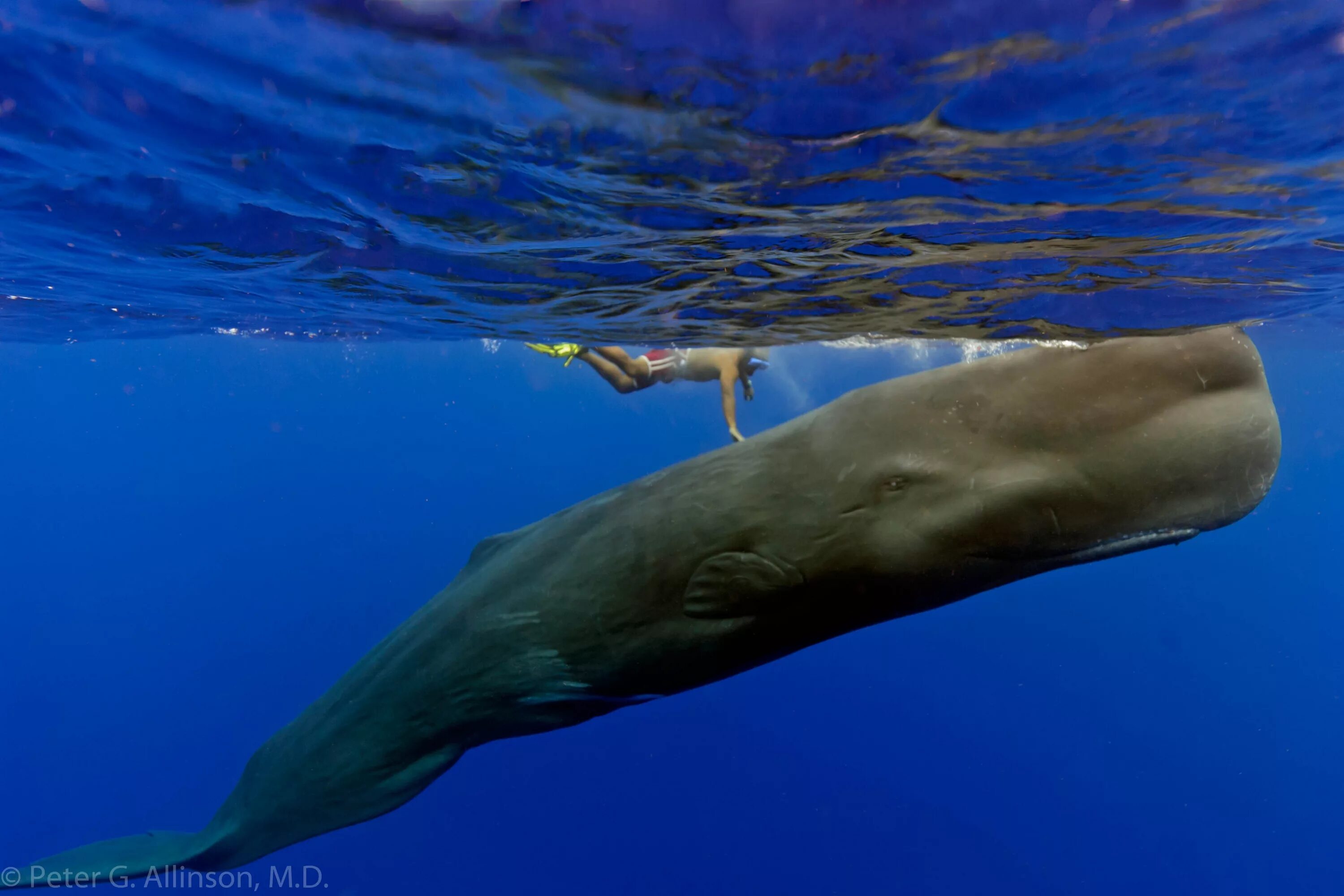 Крупное млекопитающее в мире. Синий кит и Кашалот. Китообразные Кашалот. Кит Кашалот Касатка. Голубой кит и Кашалот.