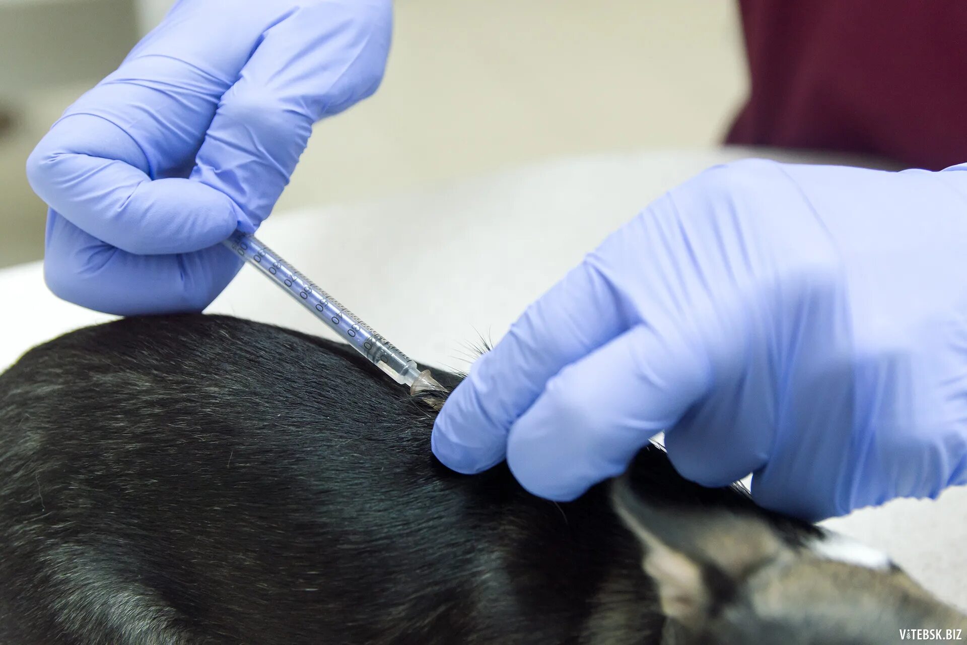Делают ли собакам прививки от клещей. Вакцинация собак. Прививки животным от бешенства. Прививка собаке. Вакцинация Солаки от беше.
