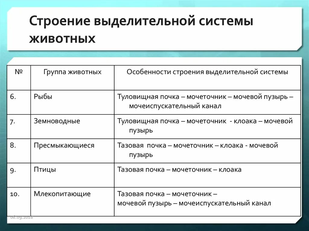 Таблица по биологии 7 класс Эволюция выделительной системы. Органы выделительной системы животных таблица. Таблица органы выделительной системы строение функции. Таблица по биологии 6 класс выделительная система животных.