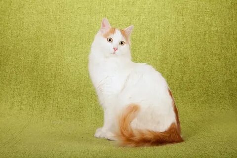 Турецкий кот