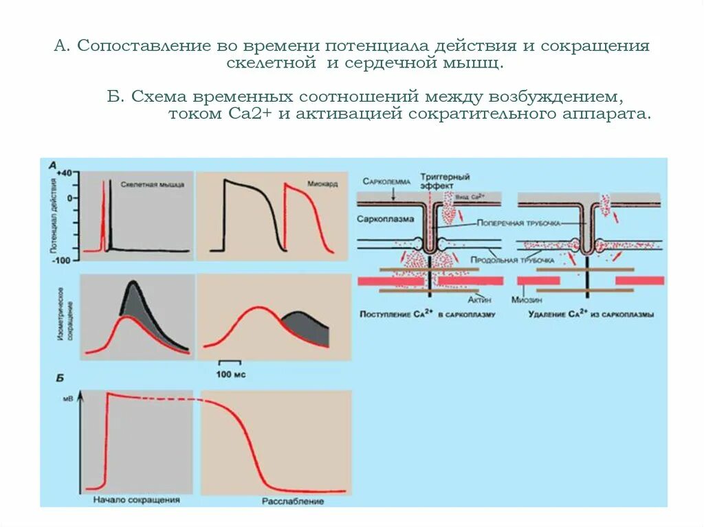 Соотношение потенциала действия и сокращения скелетной мышцы. Сокращение скелетных мышц и потенциал действия. Отличие потенциала действия сердечной мышцы от скелетной. График потенциала действия скелетного мышечного волокна.