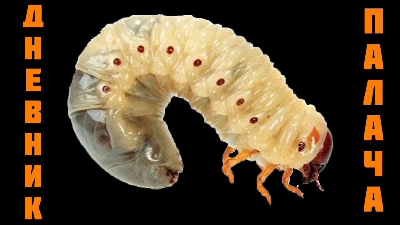 Мозги личинки. Мозги личинки. Мозги личинки. Щетинки дождевого червя. Личинка с глазами на всю голову.