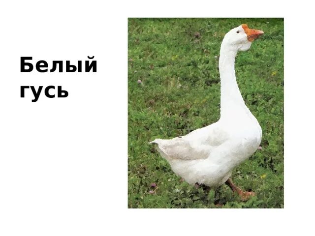 Белый гусь произведение. Е.И. Носова белый Гусь. Белый Гусь. Рассказ белый Гусь.