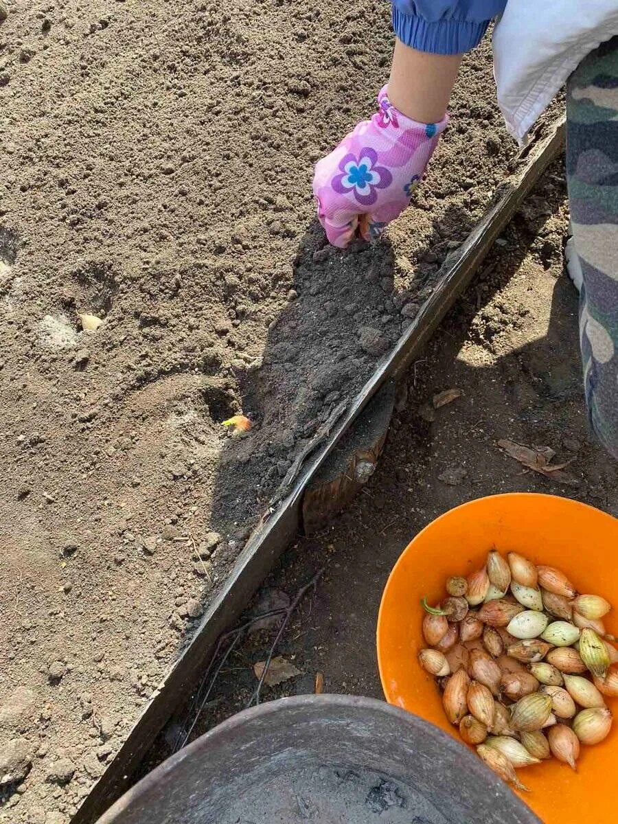 Хороший лук для посадки весной. Лук репка. Лук севок посадка. Семейный лук на посадку какого размера. Нужно ли рыхлить лук.