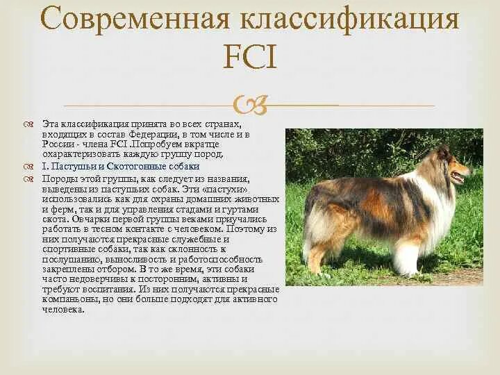 Классификации пород собак международной кинологической Федерации. Группы ФЦИ собак. Классификация пород собак по FCI. Классификация пород собак в системе РКФ. 5 группа собак