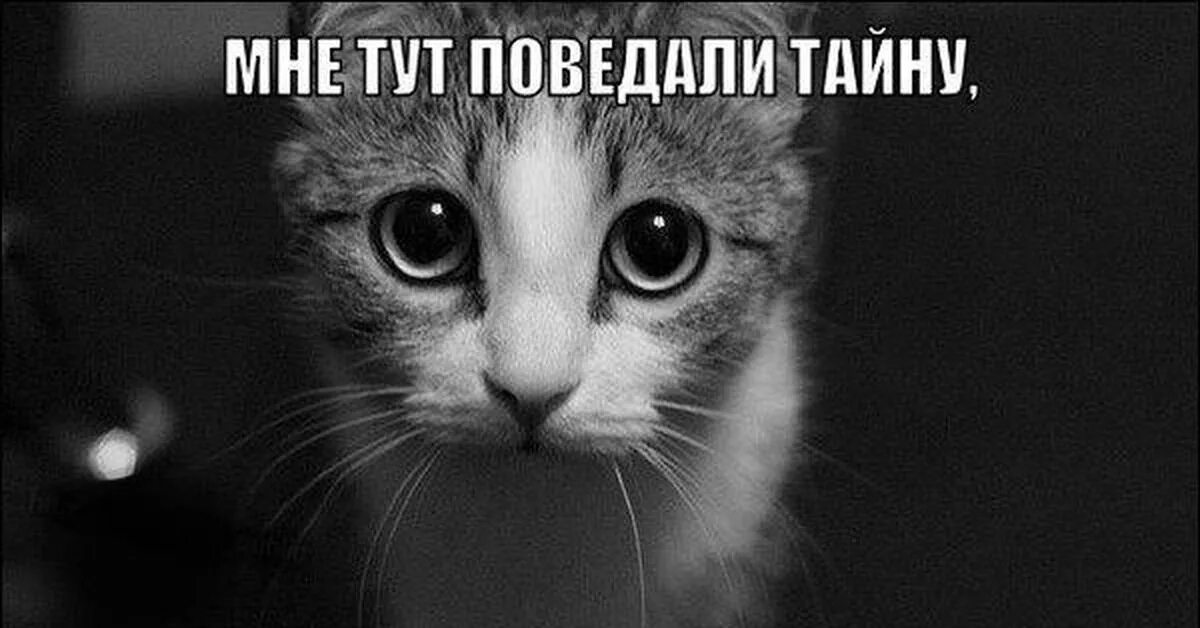 Поведала тайну. Толстой воспоминания. Девушка шепчет на ухо. Кот бубенчики мем. Поведала тайну.