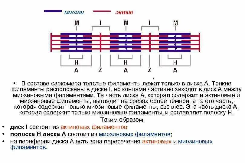 Саркомера мышечного волокна. Строение миофибриллы. Строение саркомера.. Строение мышц саркомера. Структура саркомера физиология. Строение мышцы саркомер.