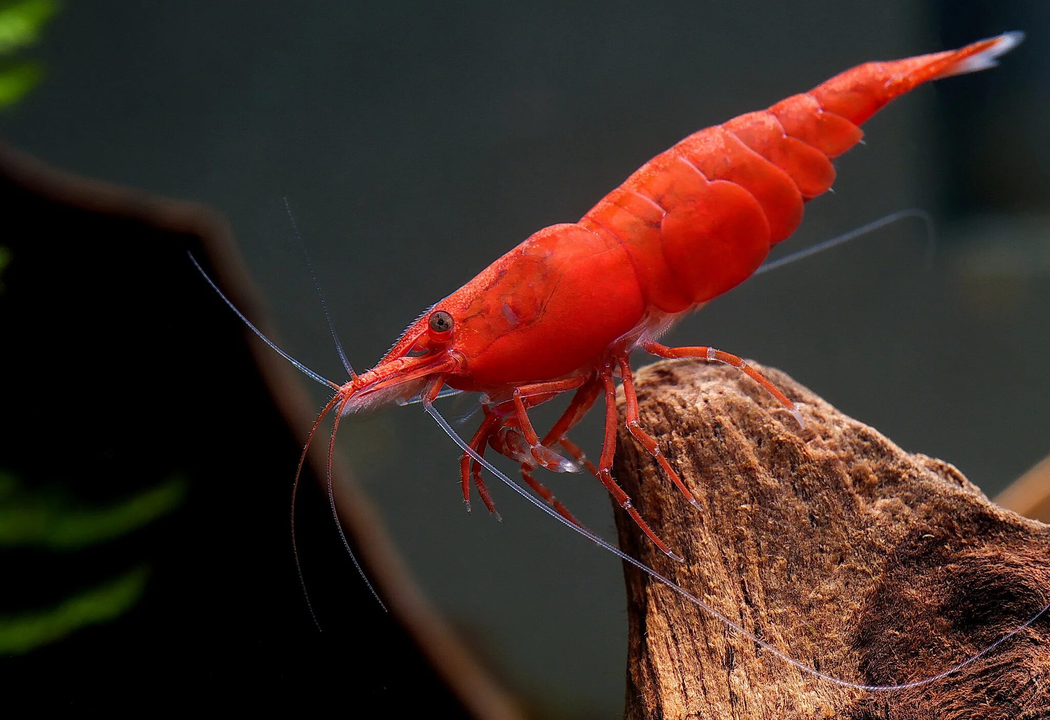 Как выглядит креветка живая. Креветка вишня Red Cherry Shrimp. Креветка вишня - ред черри. Аквариумные креветки черри. Креветка неокардина вишня.