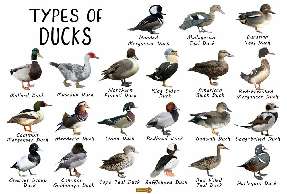 Слово дак. Ducks перевод на русский язык. Интересные факты о утках. Lame duck. Карточки с английскими словами питомец.